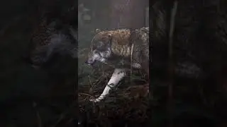 Wolf | Wolf View | Wolf Video | Wolf Show | #wolf #wolves #nature