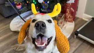 Best Dog Training, Toledo Ohio! 6 Month Old Golden Retriever, Charlotte! 