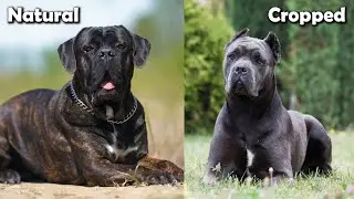 Cropped Ears vs. Natural Ears in Dogs | Unveiling the Debate