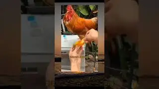 chicken mango shoes