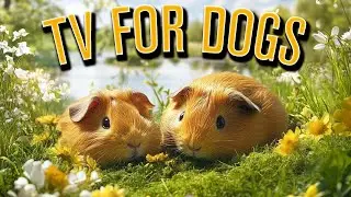 Dog Chill Zone: Wildlife Nature Videos for Dogs for Maximum Relaxation