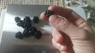 BlackBerry Review #1: Sweetie Pie Thornless Blackberry. Sweet and delicious small berries!