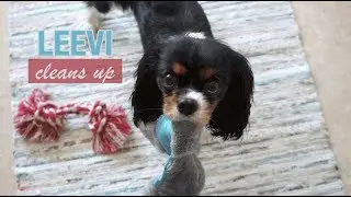 Dog Cleans Up After Playing | Cavalier King Charles Spaniel
