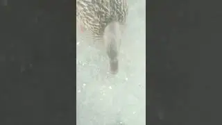 The Fearless Duckling #hiphop #hunger #nature
