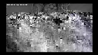 Windhill21 Live Stream - Bird Box