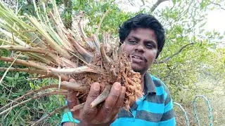 👉வாங்க ஈச்சங்கிழங்கு சாப்பிடலாம்!!#ஈச்சங்கிழங்கு