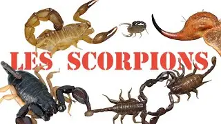 Les Scorpions [Fich'Express #25]
