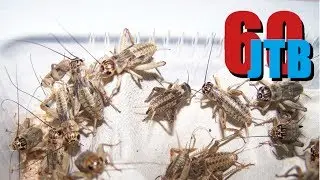 Insectivores Need Variety! | JTB 60