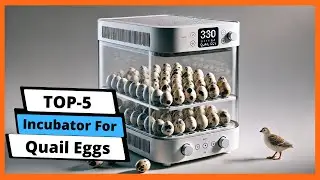 ✅ Best Incubator For Quail Eggs: Incubator For Quail Eggs (Buying Guide)