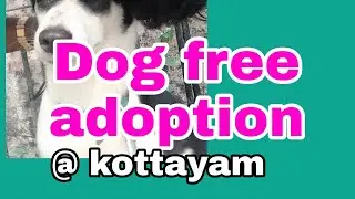 Free Dog adoption at Kottayam