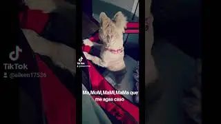 #fluffy Frenchie #pets #funnyanimals #puppy #fluffly #funnydogs #humor #funniestdogs #cute
