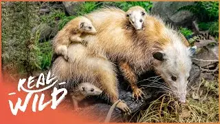 The Animal Kingdom's Most Devoted Parents (Nature Documentary) | Wild America | Real Wild