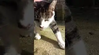 I love cats 🐈 😻 🐈&zwj;⬛️