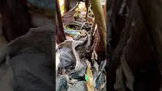 Bronze back tree snake ||  #rkji #shorts #snake
