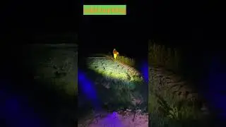 rabit hunting #nature #animals #hunting #danger