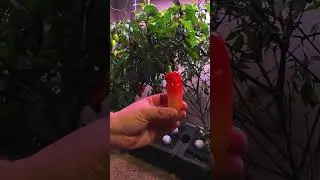 Harvesting Some Incredible Aji Crystal Peppers