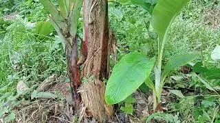 Lakatan Banana