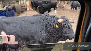 Bonita Visita a la Ganaderia de Hnos. Monferrer , Enero 2026 