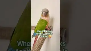 Green Cheek Conure Sounds