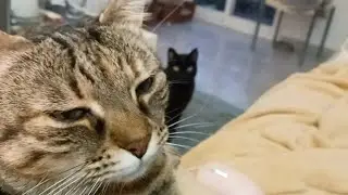 When I Ask my Cats if they are Hungry. Emma+Jules