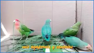 MATERIAL PARA AGAPORNIS 2019 - HOJA DE PALMERA