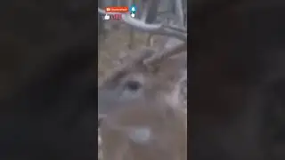 The deer froze in horror from what he saw 😱 #shorts