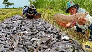 A Guide to Catching Copper Snakehead Fish Effectively