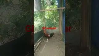 #goldenboysweater #gamecocks #gamefowls #broodstag #