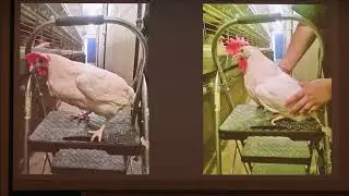 Spontaneous Sex Reversal in Chickens