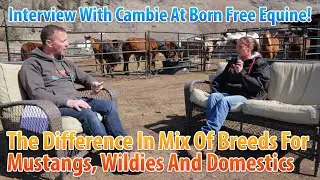 The Breed Mix Of Mustangs, Wildies And Domestics #118