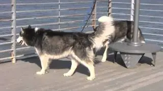 Rosy And Rocky Go To Seal Point Dog Park Part 126