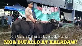 Mga Kalabaw na Pang alaga sa Padre Garcia Batangas