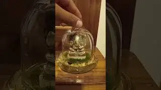 close terrarium 😯