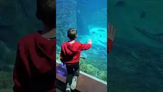 Grayson waited for the shark to come up to the window. #stlouisaquarium #stlouis #shark