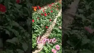 Abdali farm