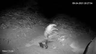 Hooded Skunk in the Chute