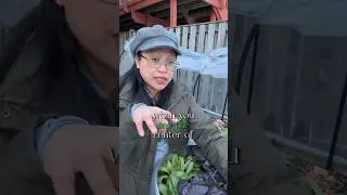 Will the cool season vegetables be able to bounce back? #gardeninspiration #wintergardening