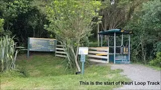 Drive Hamilton to Kauri Loop Track, Located in Hakarimata Scenic Reserve in the Waikato region