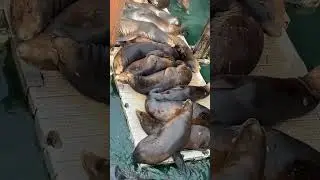 Sea lions new port Oregon #sealions #oregonadventures #beach