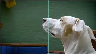 KAHU - O LAR DO SEU PET (AIC)