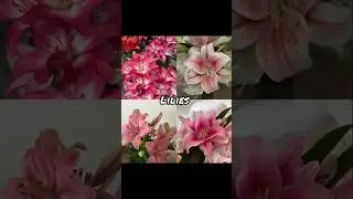 favorite?? #aathetic#cute #fypシ゚viral#rose#lily#floralaesthetic#flower#lily#jasmine