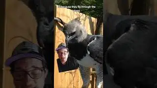 Harpy Eagls vs. Phillipine Eagle: who wins?