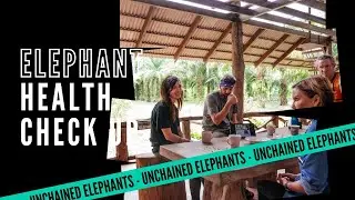 Elephant Health Check Up By Elephant Care Unchained - Unchained Elephant NFT Art Project