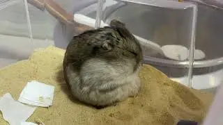 The fat hamster is sleeping.