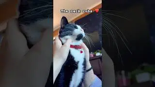 &ldquo;My Tuxedo Cat Melts During Neck Rubs&rdquo; #shorts #youtubeshorts #cat #tuxedocat #catlover #love #cute