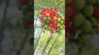 #fruit #trending #nature #2024 #reels #summer #september #tomato #tiktok #red #colorful #tree