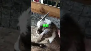 #cutefarmanimals #goat #babyanimals #farmanimals #farmlife #pig #reupload #pets  [reuploaded video]