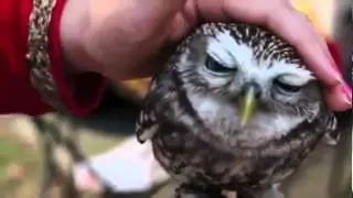 lustiges tier video zum totlachen 2013