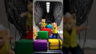 Cats in safety vests nearly lift airplane door while working together on runway