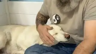 My lovely dog rescue and treatment #dog #animals